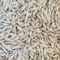 جو محلی و بذر یونجه