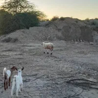 بره نر|حیوانات مزرعه|قلعه قاضی, |دیوار