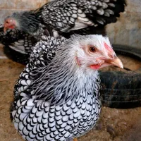 تخم مرغ نطفه دار ویاندوت جی اس سیلور بلو