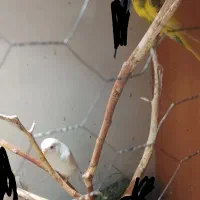 جفت مرغ عشق|پرنده|آبادان, |دیوار