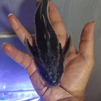 ماهی اکواریوم