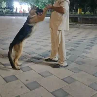 سگ نژاد ژرمن|سگ|اردبیل, |دیوار