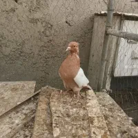 کفتر یا کبوتر کله سرخ و زرد|پرنده|ری, هاشمآباد|دیوار