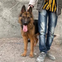 سگ ژرمن شپرد کلاس B|سگ|بم, |دیوار