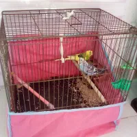 مرغ عشق باقفس ولوازم