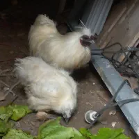 مرغ و خروس ابریشمی