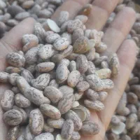 لوبیا چیتی محلی تازه کشت خودمون