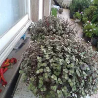 گل آپارتمانی|گل و گیاه طبیعی|رشت, رشتیان|دیوار
