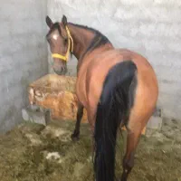 مادیان کرد|اسب و تجهیزات اسبسواری|معصومیه, |دیوار