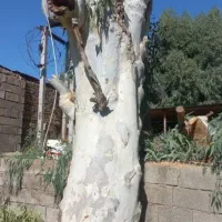 خریدار انواع چوب|خدمات باغبانی و درختکاری|مسجد سلیمان, |دیوار