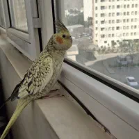 عروس هلندی گم شده