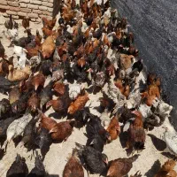 جوجه ولایتی سالم