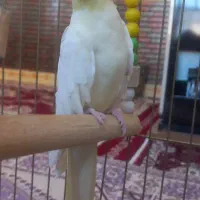 یک جفت عروس هلندی با قفس