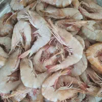 انواع میگوهای دریایی صید روز با بهترین کیفیت|خوردنی و آشامیدنی|تهران, جماران (نیاوران)|دیوار