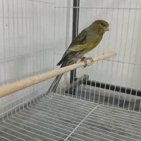 قناری نر کشیده بلند|پرنده|مشهد, چهاربرج|دیوار