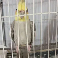 عروس هلندی نر معاوضه با ماده