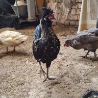 خروس|حیوانات مزرعه|شیراز, حجت آباد|دیوار