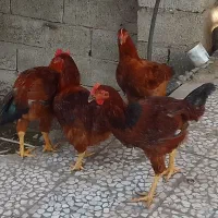 خروس کشتنی|پرنده|قائم‌شهر, |دیوار