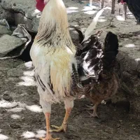 خروس محلی سربنان
