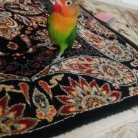 جوجه طوطی برزیلی فیشر