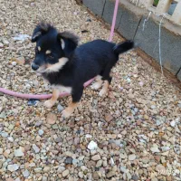 سگ پا کوتاه میکس پامر روباهی و ژرمن|سگ|شیراز, جرسقان|دیوار