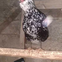 گلین|حیوانات مزرعه|اصفهان, درب کوشک|دیوار