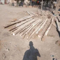 از سقف دراومده سالم وپوسی همون دام تیری خریداریم