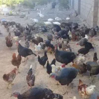 فروش تخم نطفه دار بوقلمون و غاز و مرغ|حیوانات مزرعه|دزفول, |دیوار