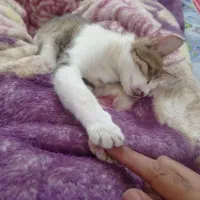 واگذاری رایگان گربه ی ماده ۷ماهه خانگی واکسن خورده