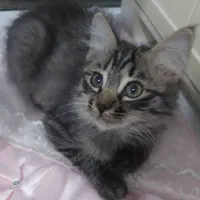 واگذاری رایگان دوبچه گربه همراه شرایط