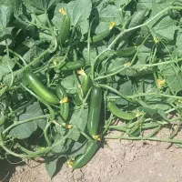 کاه عدس کاه نخود کاه لوبیا دارم درجه یک