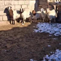 ۵ راس بز ۴۰میلیون