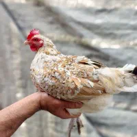 مرغ های خاص و زیبا گلین