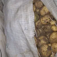 سیب زمینی بذری  و خوراکی