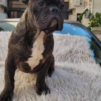 فرنچ بولداگ|سگ|ابهر, |دیوار