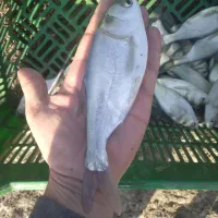 بچه ماهی گرم ابی|ماهی|سورک, |دیوار