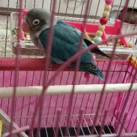 طوطی برزیلی