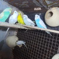 مرغ عشق باجوجه .وطوطی کوتوله|پرنده|میناب, |دیوار