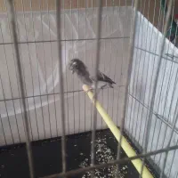 قناری|پرنده|پاکدشت, پاکدشت (مامازند)|دیوار