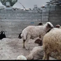 شک ورن سنجابی