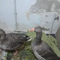 یک جفت غاز رسمی تخم گذار