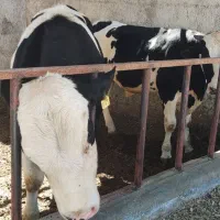 فروش دوتا گوساله نرسیمینتال وهلشتاین