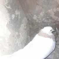 طوقی کارتونی|پرنده|ایذه, |دیوار