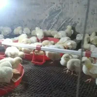 قفسه جهت پرورش طیور و پرورش قارچ