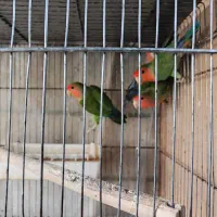 برزیلی قشنگه