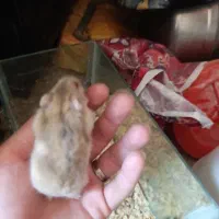 همستر بازیگوش