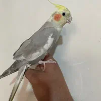 عروس هلندی|پرنده|تهران, مشیریه|دیوار