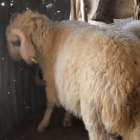 تعدادی گوسفندوبره