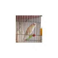 قناری جفت قیمت ۳۸۰۰