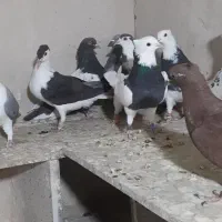 کفتررنگه|پرنده|مشهد, ده دی|دیوار